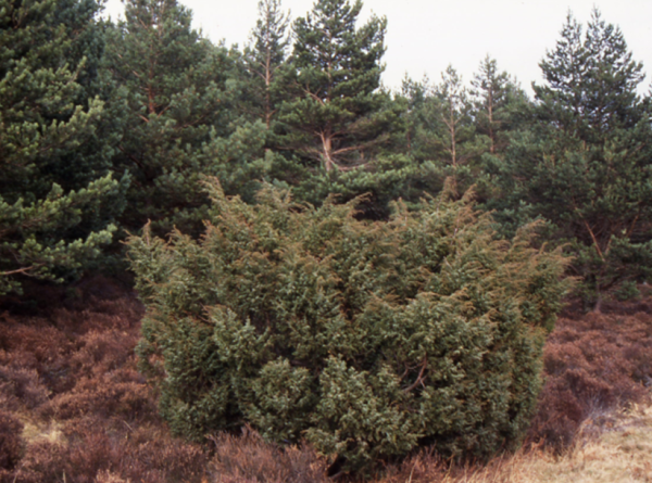 Juniper4 juniper