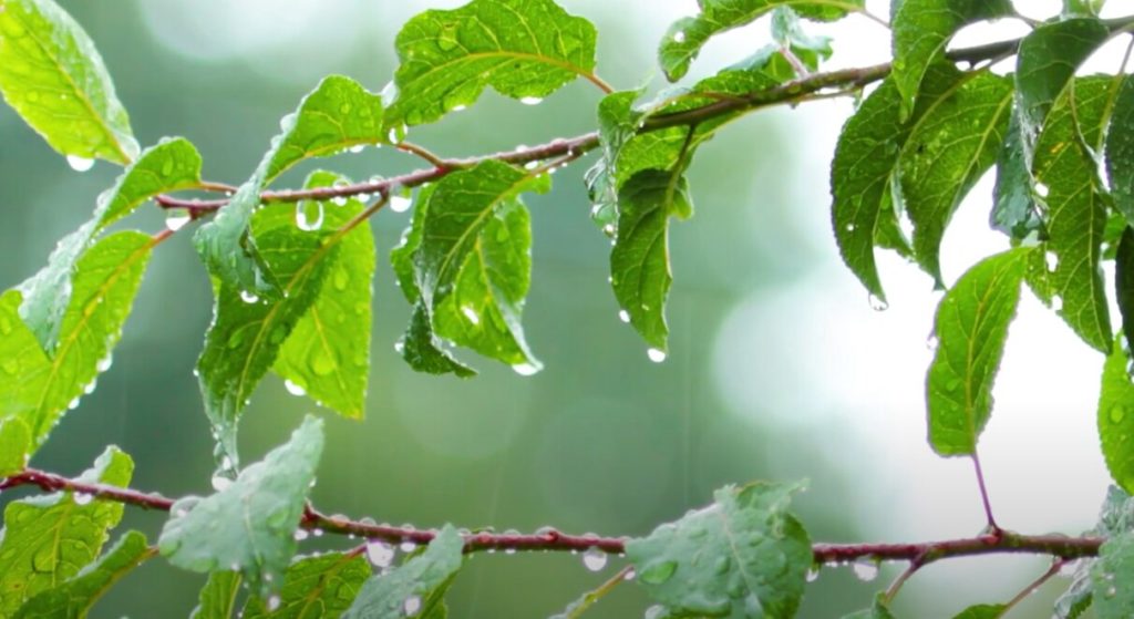 Leaves on a tree wet with rain drops