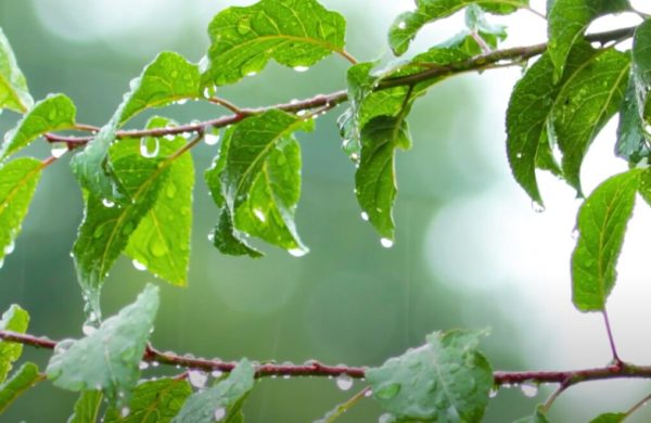Leaves on a tree wet with rain drops