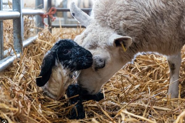 Newborn lamb being licked by it's mother