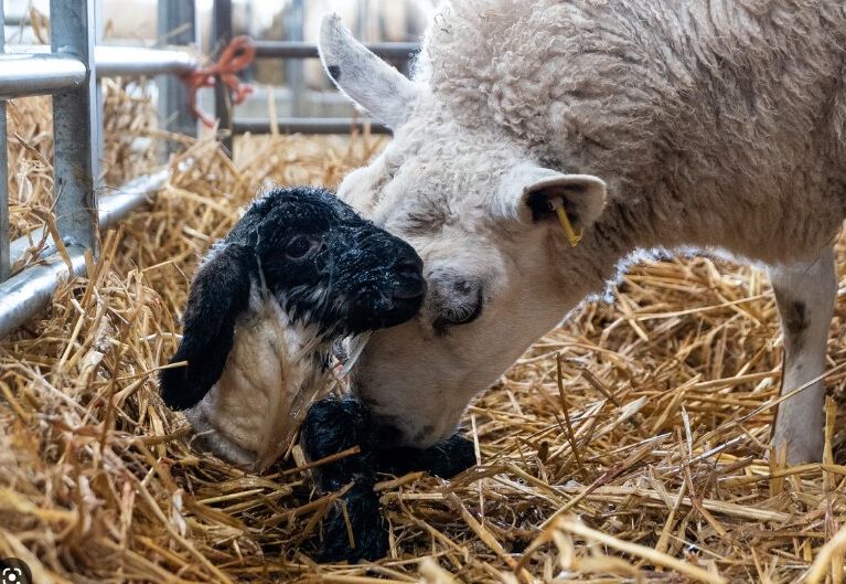 Newborn lamb being licked by it's mother