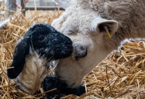 Newborn-lamb-and-mother-ImResizer-500x500