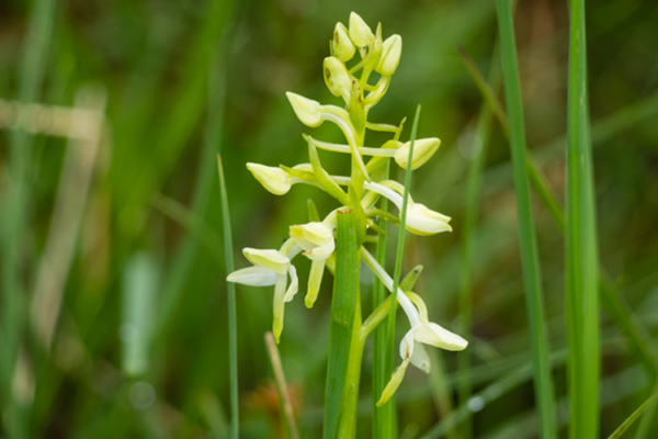 orchid with white flowers