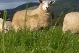 Sheep in grass