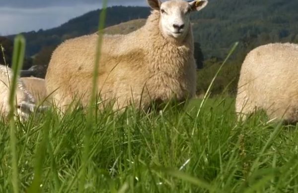 Sheep in grass