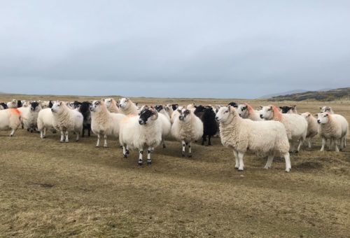 Sheep-Dip-Harris-Lewis-2-500x500