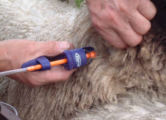 Sheep Injection