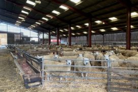 Sheep Tech