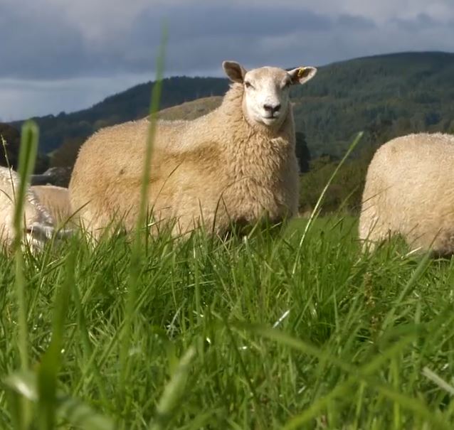Sheep in grass