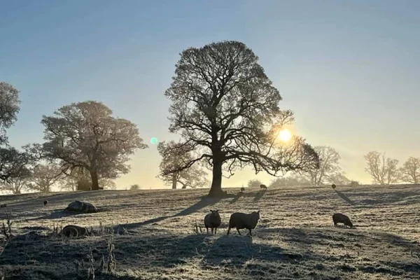 Sheep in a frosty field with a large tree in background