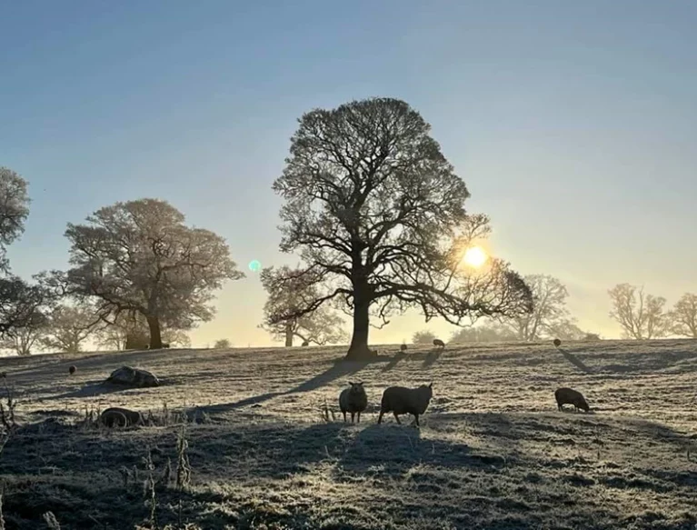 Sheep in a frosty field with a large tree in background