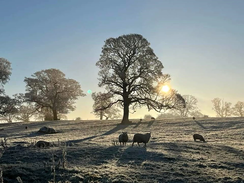Sheep in a frosty field with a large tree in background