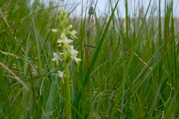 lesser butterfly orchid