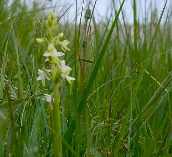 lesser butterfly orchid