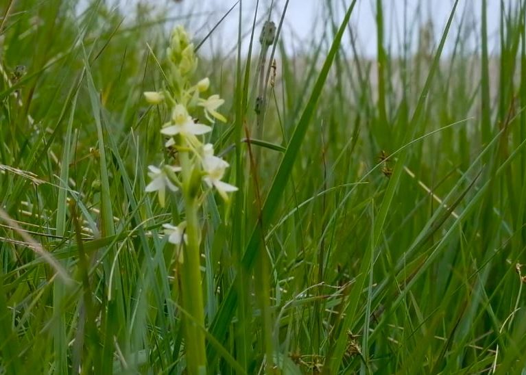 lesser butterfly orchid