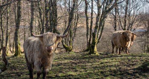 cows standing in a forest