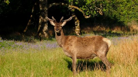 deer standing in forest