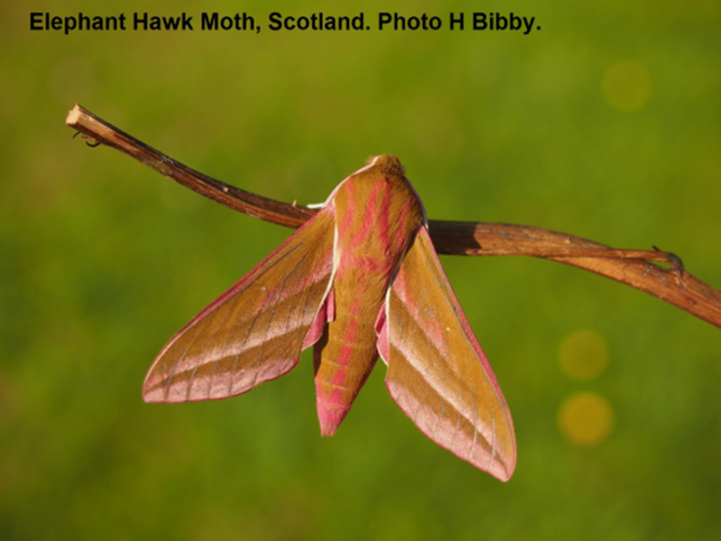 elephant hawk moth