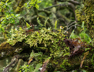 ferns_tile ferns_tile