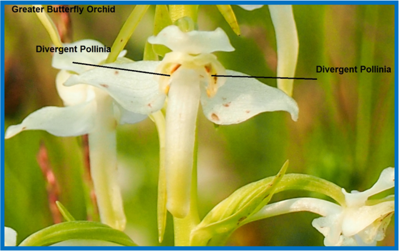 greater butterfly orchid diagram