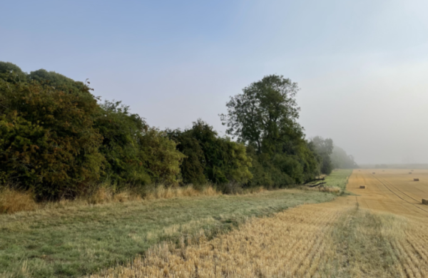 Healthy hedgerow bordering a stubble field