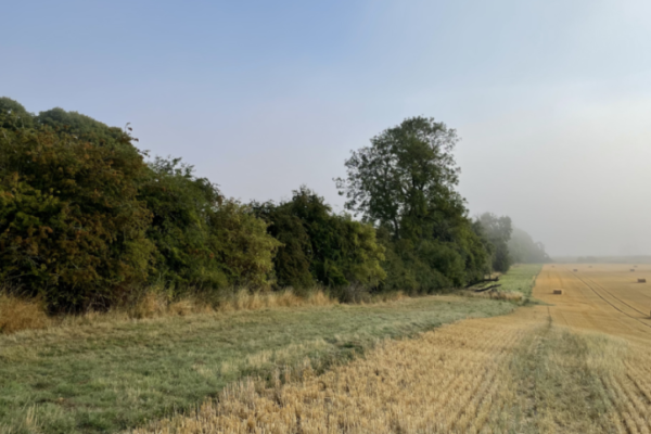 Healthy hedgerow bordering a stubble field