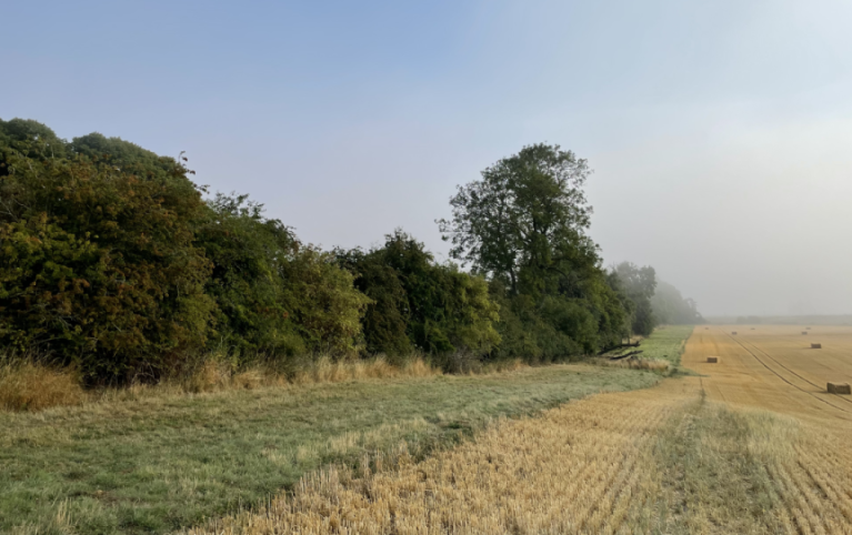 Healthy hedgerow bordering a stubble field