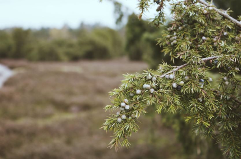 close up of juniper branch with berries