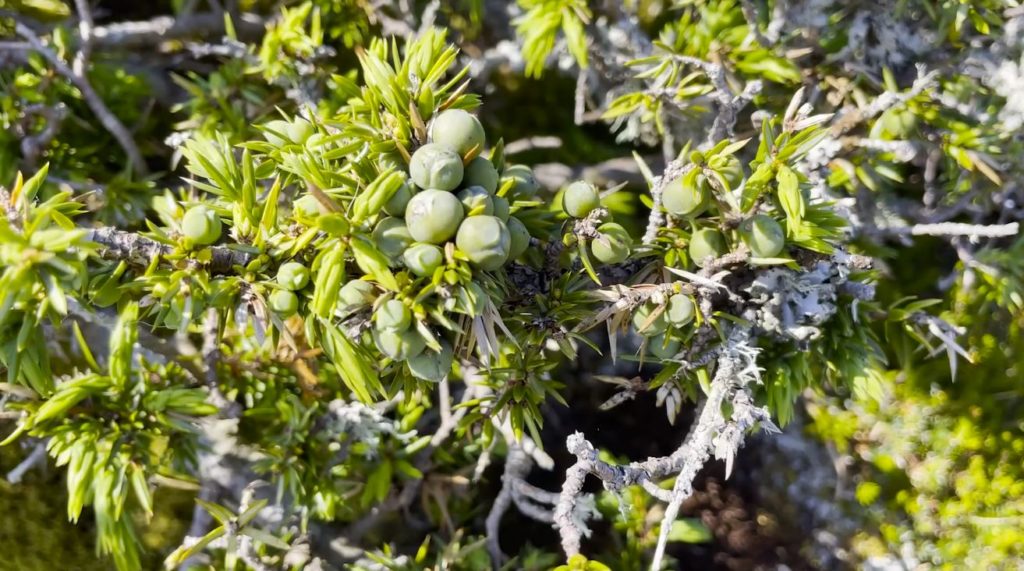 close up of juniper berries