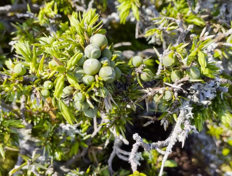 close up of juniper berries