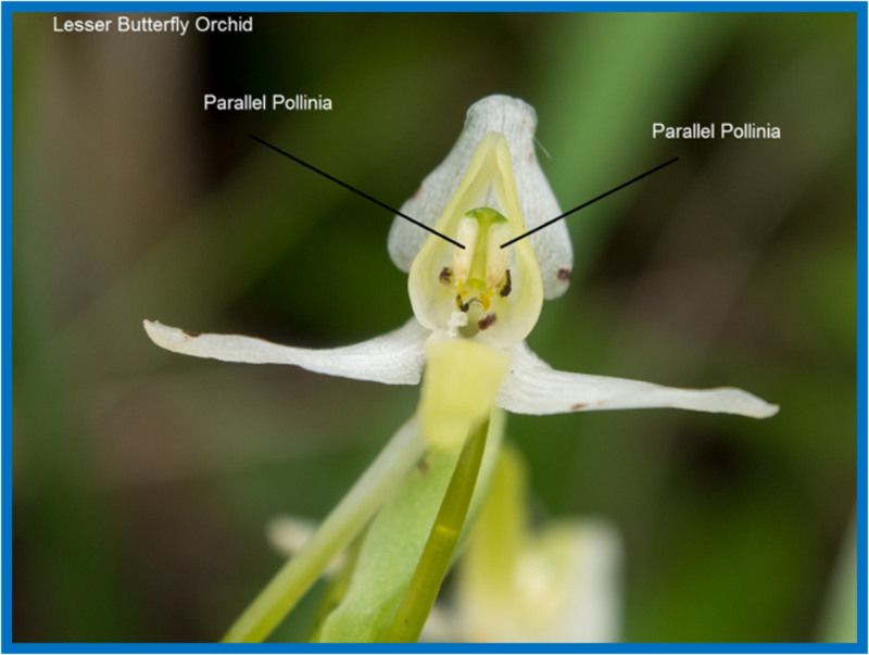 lesser butterfly orchid diagram