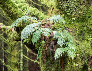 mosses_tile mosses_tile