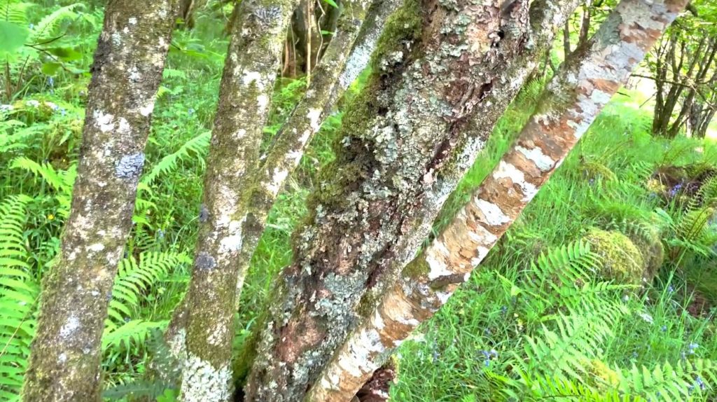 close up of tree in rainforest