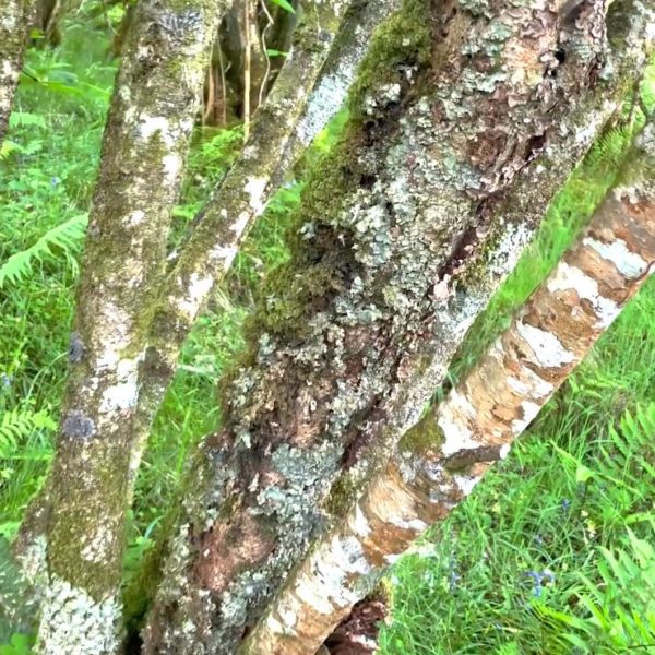 close up of tree in rainforest