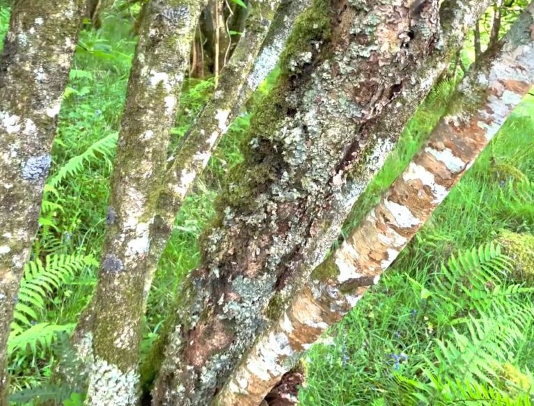 close up of tree in rainforest