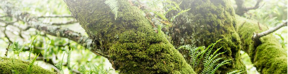 close up of branch in rainforest