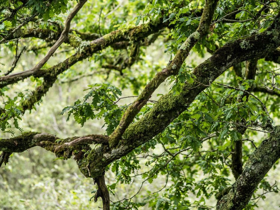 close of branches in scotland's rainforest