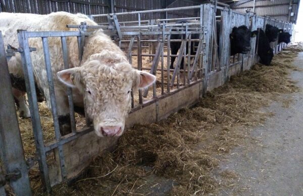 bull looking directly at the camera