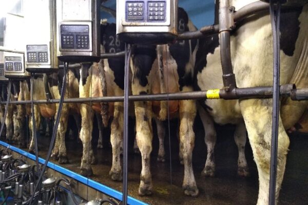 Cpws in a milking parlour