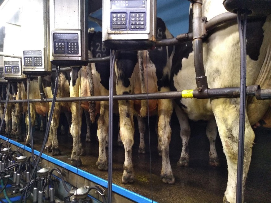 Cpws in a milking parlour