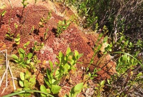 Spahgnum_webcropped Spahgnum_webcropped