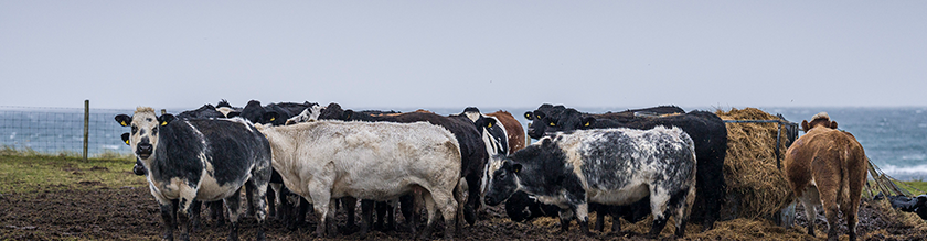 Cattle stood in a field by the sea in Tiree