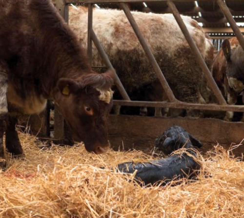 Beef: Rearing Animals | Helping farmers in Scotland | Farm Advisory Service