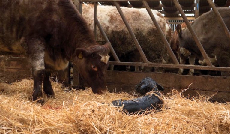 cow and newborn calf