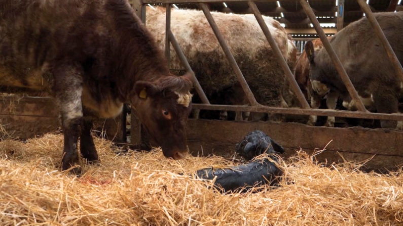 cow and newborn calf