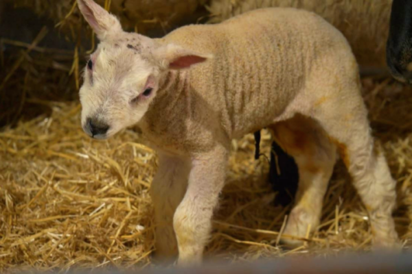 young lamb looking at camera