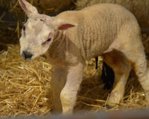 young lamb looking at camera