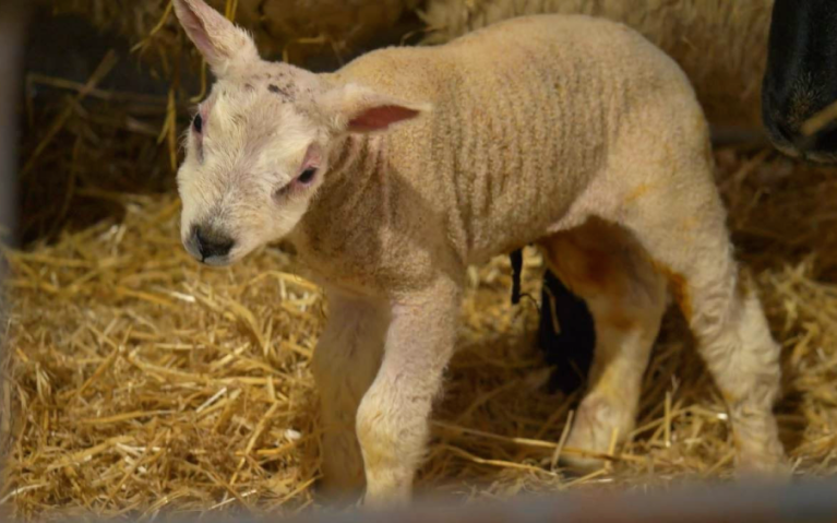 young lamb looking at camera