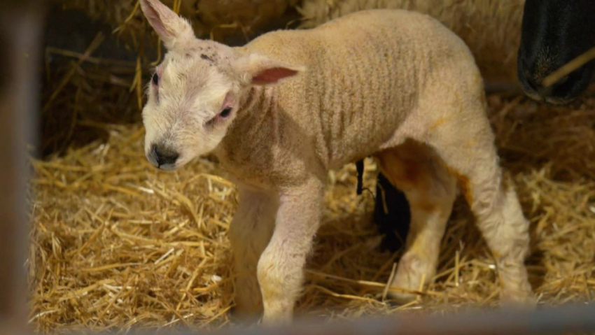 young lamb looking at camera