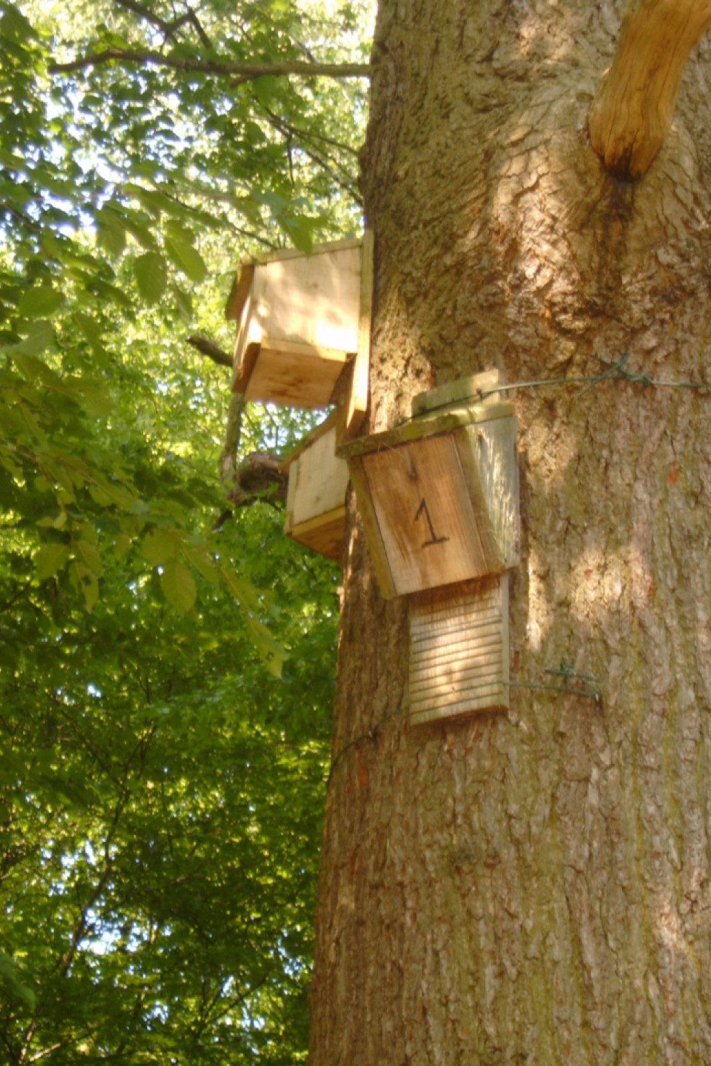 Bat boxes in situ on tree